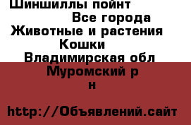 Шиншиллы пойнт ns1133,ny1133. - Все города Животные и растения » Кошки   . Владимирская обл.,Муромский р-н